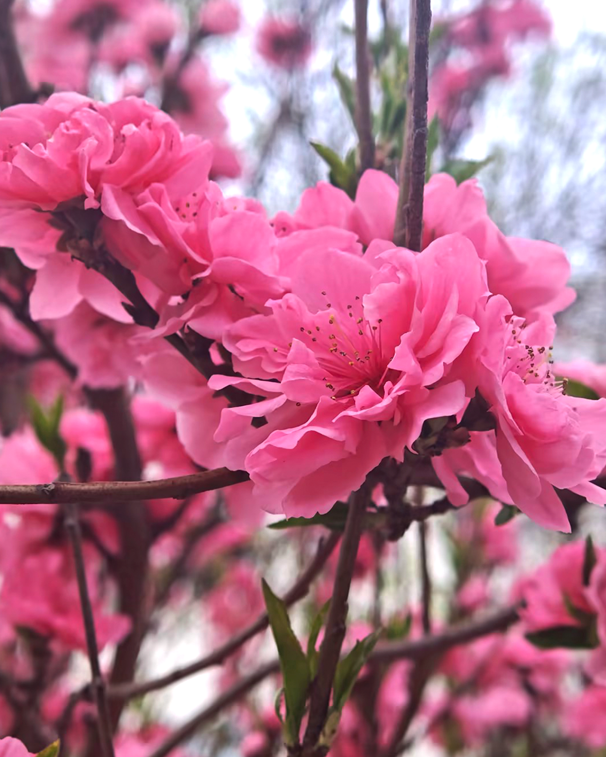 AG�콢��(�й���)���Źٷ�-AsiaGaming!